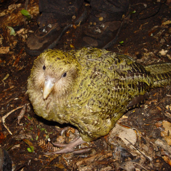 The Kakapo